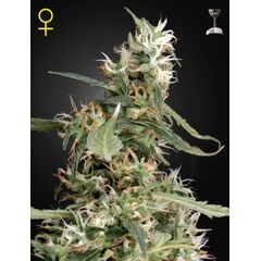 Arjan's Ultra Haze 1, Фасовка: 1